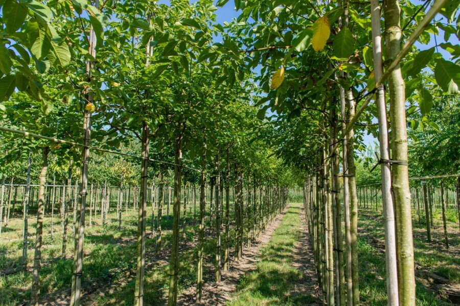 Juglans regia HO 4/6 P/K Juglans regia Hochstamm 4/6