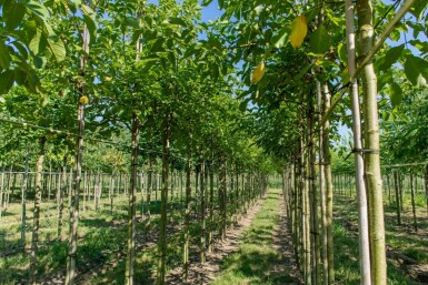 Juglans regia HO 4/6 P/K Juglans regia Hochstamm 4/6