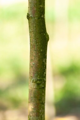 Juglans regia hochstamm 4/6