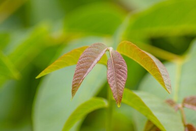 Juglans regia hochstamm 4/6