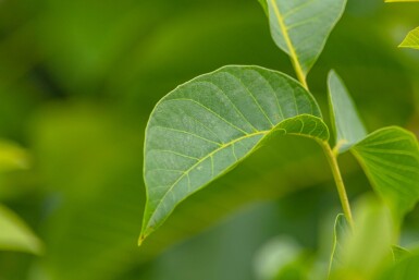 Juglans regia HO 4/6 P/K Juglans regia Hochstamm 4/6