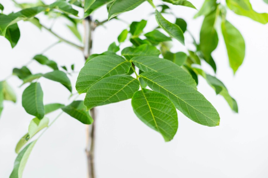 Juglans regia HO 4/6 P/K Juglans regia Hochstamm 4/6
