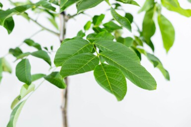 Juglans regia HO 4/6 P/K Juglans regia Hochstamm 4/6