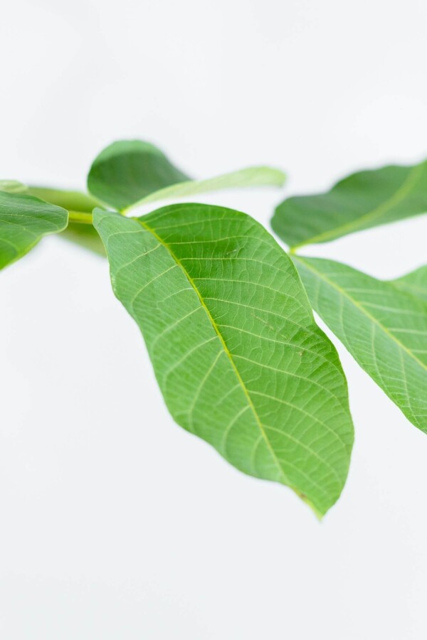 Juglans regia HO 4/6 P/K Juglans regia Hochstamm 4/6