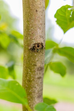 Juglans regia hochstamm 4/6