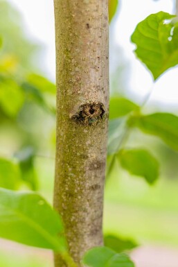 Juglans regia HO 4/6 P/K Juglans regia Hochstamm 4/6