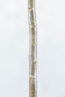 Juglans regia HO 4/6 P/K Juglans regia Hochstamm 4/6