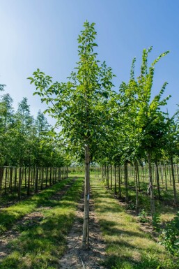 Juglans regia HO 4/6 P/K Juglans regia Hochstamm 4/6
