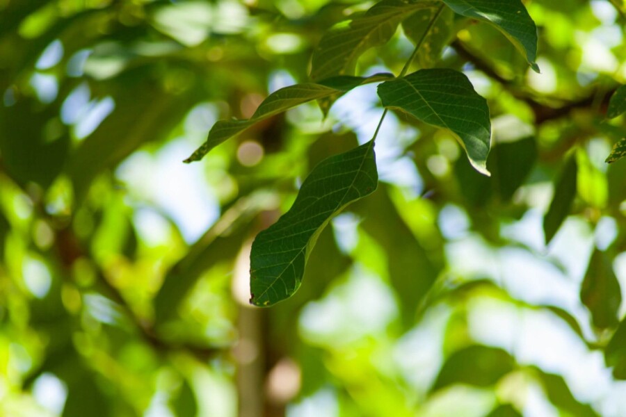 Juglans regia HO 4/6 P/K Juglans regia Hochstamm 4/6