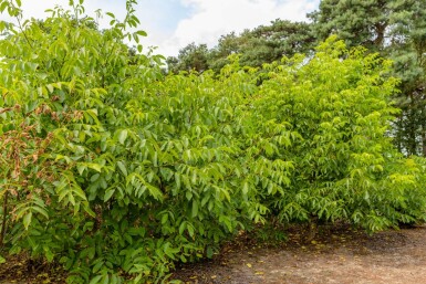 Juglans regia ME 125-150 P/K Juglans regia Mehrstämmig 125-150