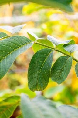 Juglans regia ME 125-150 P/K Juglans regia Mehrstämmig 125-150