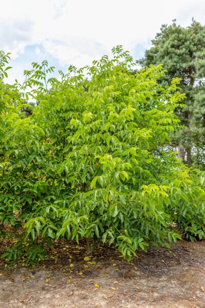 Juglans regia meerstammig