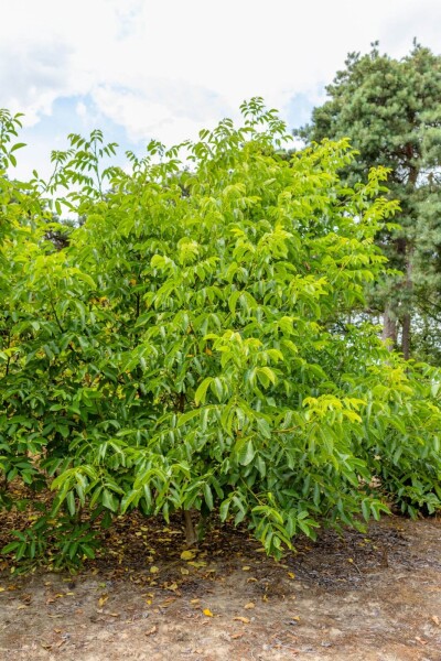 Juglans regia Mehrstämmig Juglans regia Mehrstämmig