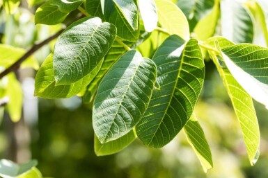 Juglans regia ME 125-150 P/K Juglans regia Mehrstämmig 125-150