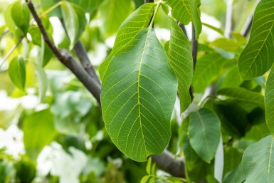 Juglans regia ME 125-150 P/K Juglans regia Mehrstämmig 125-150