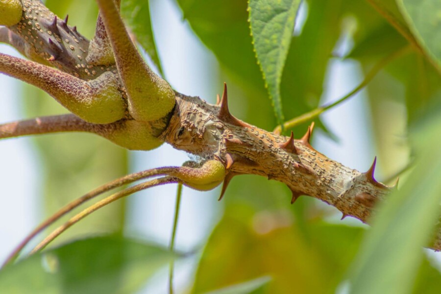 Kalopanax septemlobus Kalopanax septemlobus