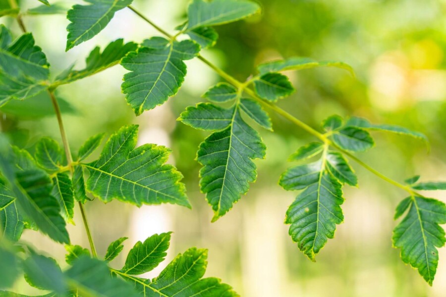 Koelreuteria paniculata Koelreuteria paniculata