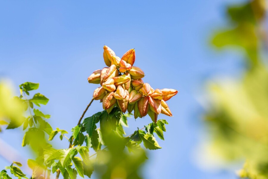 Koelreuteria paniculata Koelreuteria paniculata