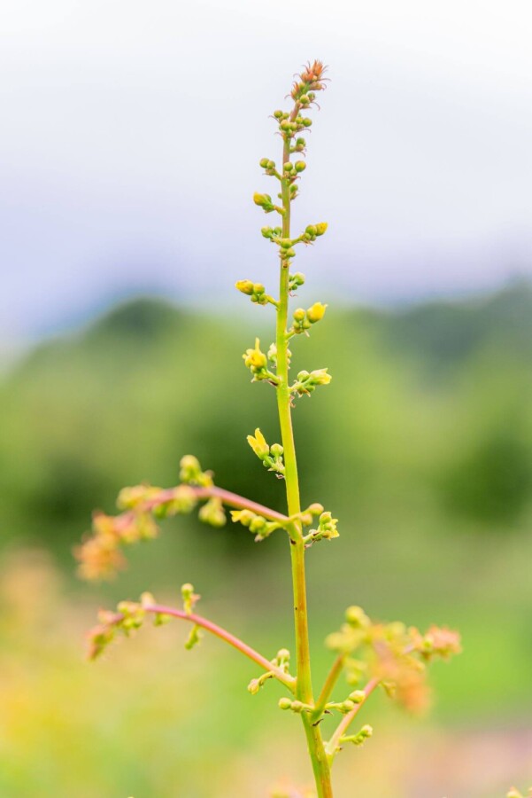 Koelreuteria paniculata HO 6/8 P/K Koelreuteria paniculata Hochstamm 6/8