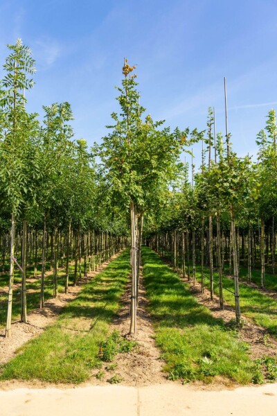 Koelreuteria paniculata hoogstam