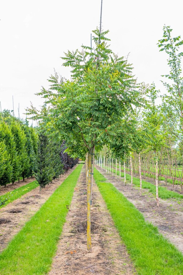 Koelreuteria paniculata HO 6/8 P/K Koelreuteria paniculata Hochstamm 6/8