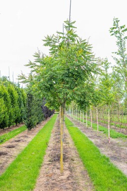 Koelreuteria paniculata HO 6/8 P/K Koelreuteria paniculata Hochstamm 6/8