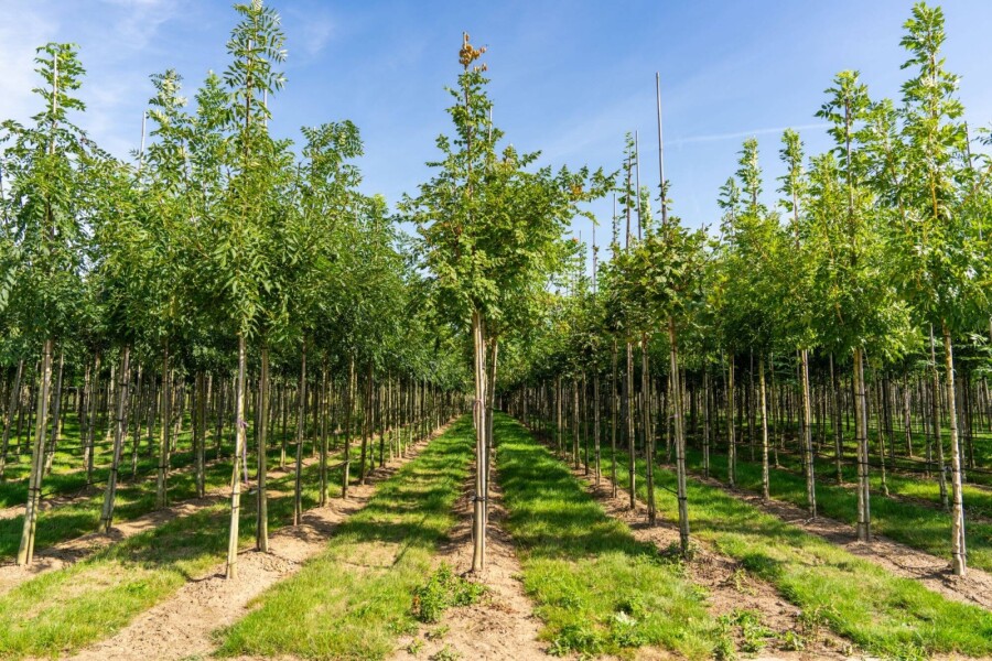 Koelreuteria paniculata HO 6/8 P/K Koelreuteria paniculata Hochstamm 6/8
