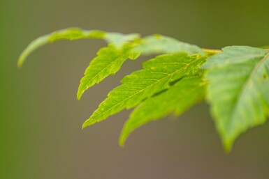 Koelreuteria paniculata HO 6/8 P/K Koelreuteria paniculata Hochstamm 6/8