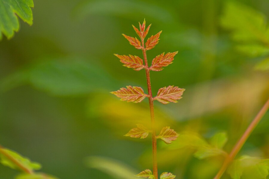 Koelreuteria paniculata HO 6/8 P/K Koelreuteria paniculata Hochstamm 6/8