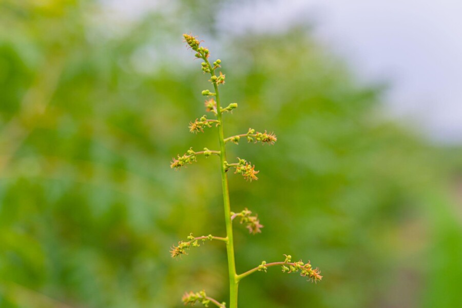 Koelreuteria paniculata HO 6/8 P/K Koelreuteria paniculata Hochstamm 6/8