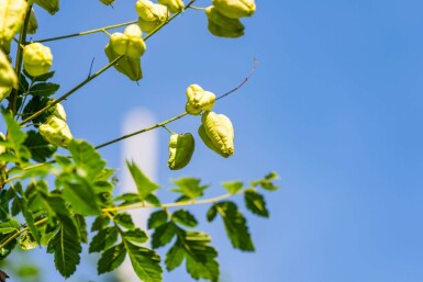 Koelreuteria paniculata HO 6/8 P/K Koelreuteria paniculata Hochstamm 6/8