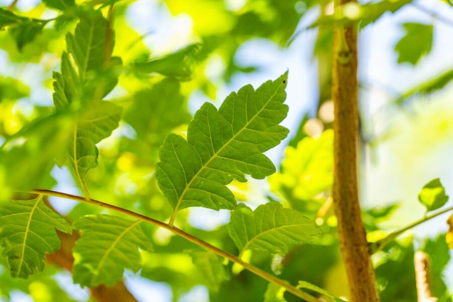Koelreuteria paniculata HO 6/8 P/K Koelreuteria paniculata Hochstamm 6/8
