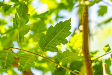 Koelreuteria paniculata HO 6/8 P/K Koelreuteria paniculata Hochstamm 6/8
