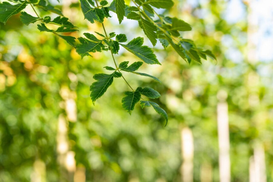 Koelreuteria paniculata HO 6/8 P/K Koelreuteria paniculata Hochstamm 6/8