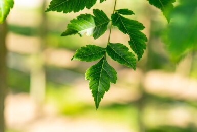 Koelreuteria paniculata HO 6/8 P/K Koelreuteria paniculata Hochstamm 6/8