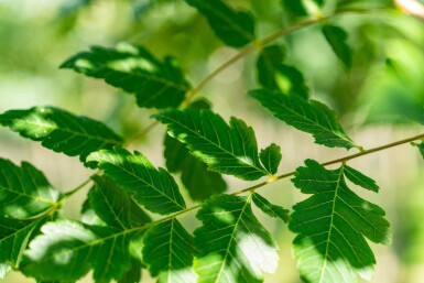 Koelreuteria paniculata HO 6/8 P/K Koelreuteria paniculata Hochstamm 6/8