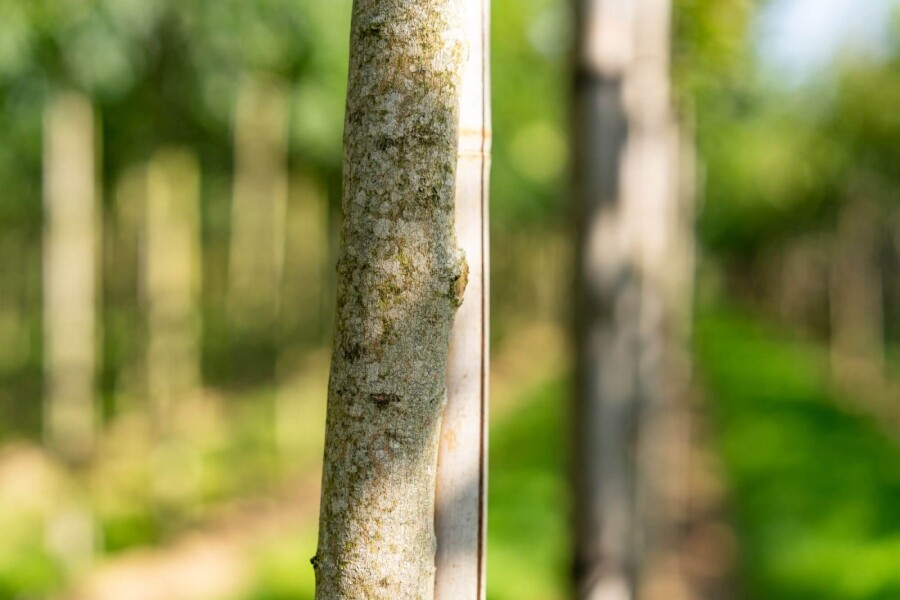 Koelreuteria paniculata HO 6/8 P/K Koelreuteria paniculata Hochstamm 6/8