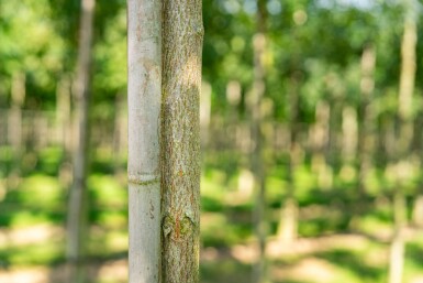 Koelreuteria paniculata hochstamm 10/12