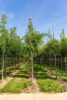Koelreuteria paniculata HO 6/8 P/K Koelreuteria paniculata Hochstamm 6/8