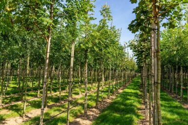 Koelreuteria paniculata HO 6/8 P/K Koelreuteria paniculata Hochstamm 6/8