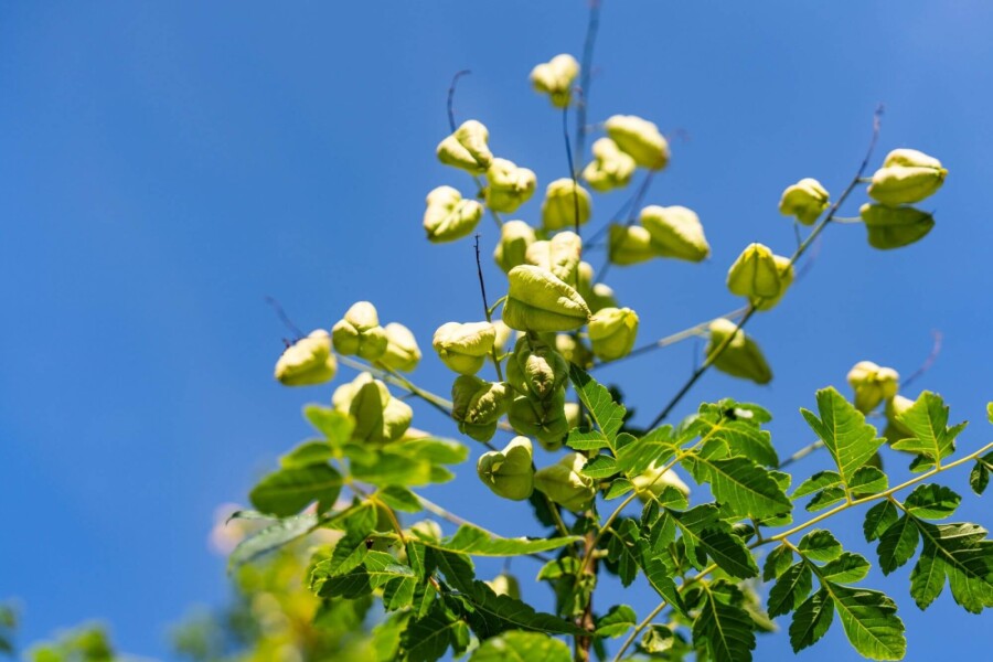 Koelreuteria paniculata HO 6/8 P/K Koelreuteria paniculata Hochstamm 6/8