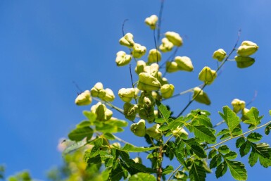 Koelreuteria paniculata hochstamm 10/12