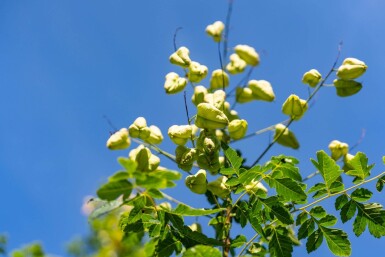Koelreuteria paniculata HO 6/8 P/K Koelreuteria paniculata Hochstamm 6/8