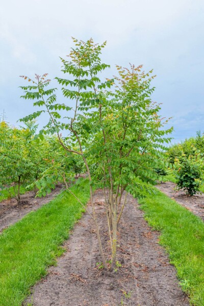 Koelreuteria paniculata mehrstämmig