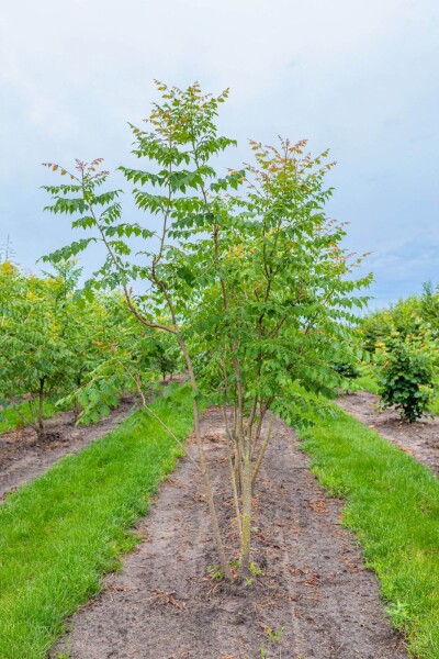 Koelreuteria paniculata Mehrstämmig Koelreuteria paniculata Mehrstämmig