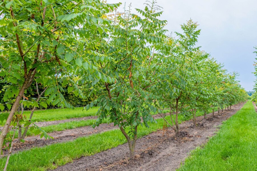 Koelreuteria paniculata ME 150-175 P/K Koelreuteria paniculata Mehrstämmig 150-175
