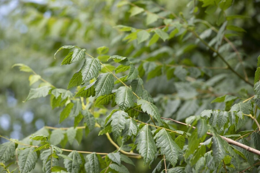 Koelreuteria paniculata ME 150-175 P/K Koelreuteria paniculata Mehrstämmig 150-175