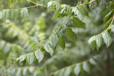 Koelreuteria paniculata ME 150-175 P/K Koelreuteria paniculata Mehrstämmig 150-175