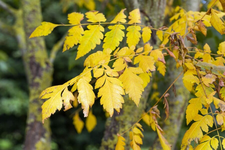 Koelreuteria paniculata ME 150-175 P/K Koelreuteria paniculata Mehrstämmig 150-175