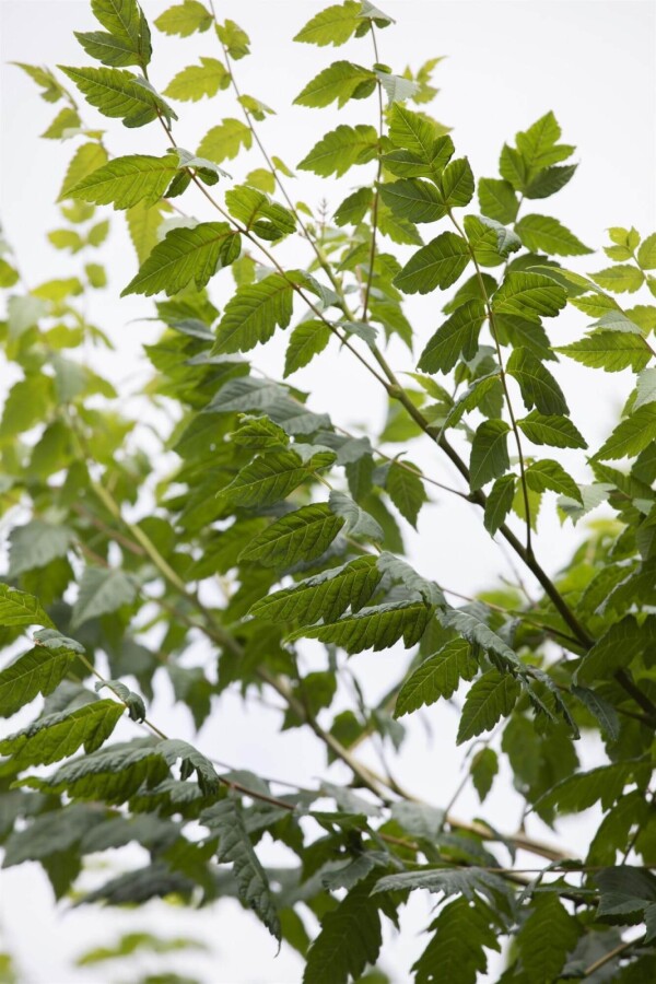 Koelreuteria paniculata ME 150-175 P/K Koelreuteria paniculata Mehrstämmig 150-175